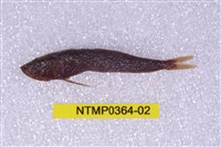 藏品(貢氏鰐齒魚)的圖片